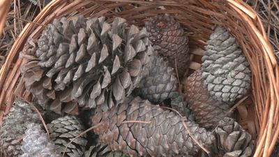 Comienza la temporada para calentarse con el bosque: el aprovechamiento del pinar de Guadarrama