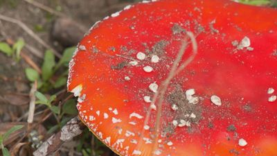 Setas en temporada: beneficios, riesgos y cómo recolectarlas con seguridad en la Sierra de Guadarrama