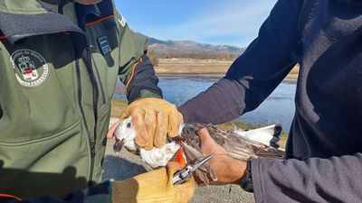 Rescatan a una gaviota herida con dos anzuelos de pesca clavados en el embalse de Manzanares El Real