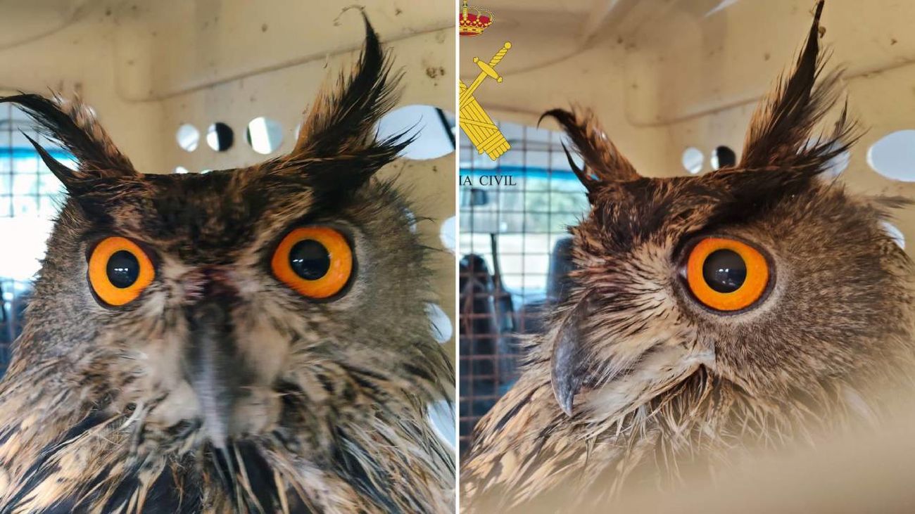 Búho recuperado en Villaconejos