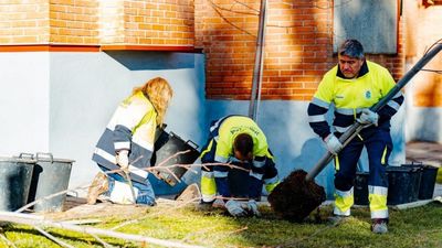 Comienza el plan de arbolado de San Fernando con los primeros 150 ejemplares