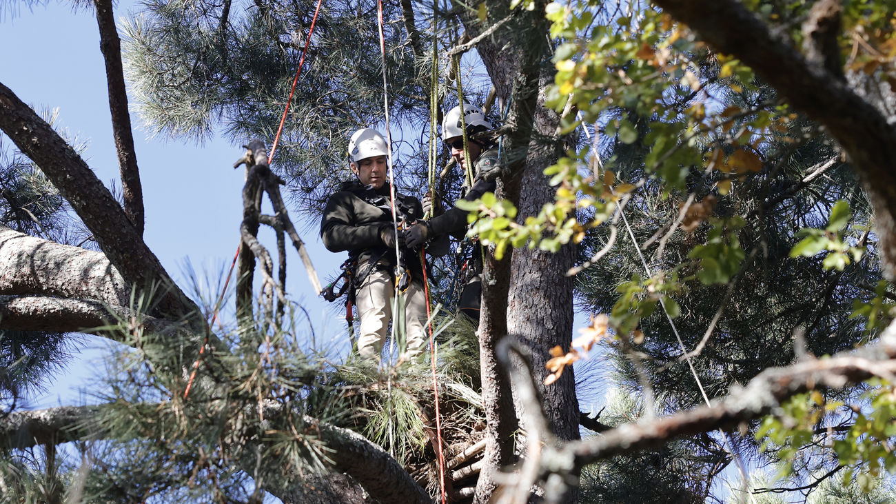 Agentes forestales de altura para proteger las aves amenazadas de Madrid