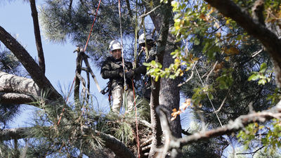 Agentes forestales de altura para proteger las aves amenazadas de Madrid