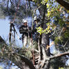 Agentes forestales de altura para proteger las aves amenazadas de Madrid