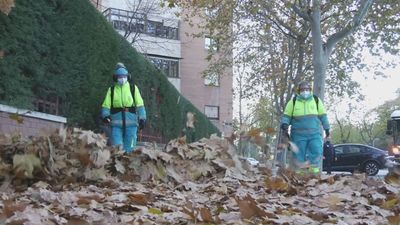 Arranca la campaña de recogida de la hoja 2025 en Madrid