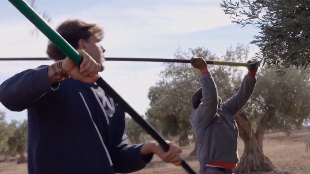 Arranca la campaña de la aceituna en Madrid, un sector que resiste entre tradición e innovación