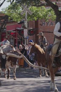 ¡Dallas! Colócate el sombrero y vive con nosotros el sueño americano