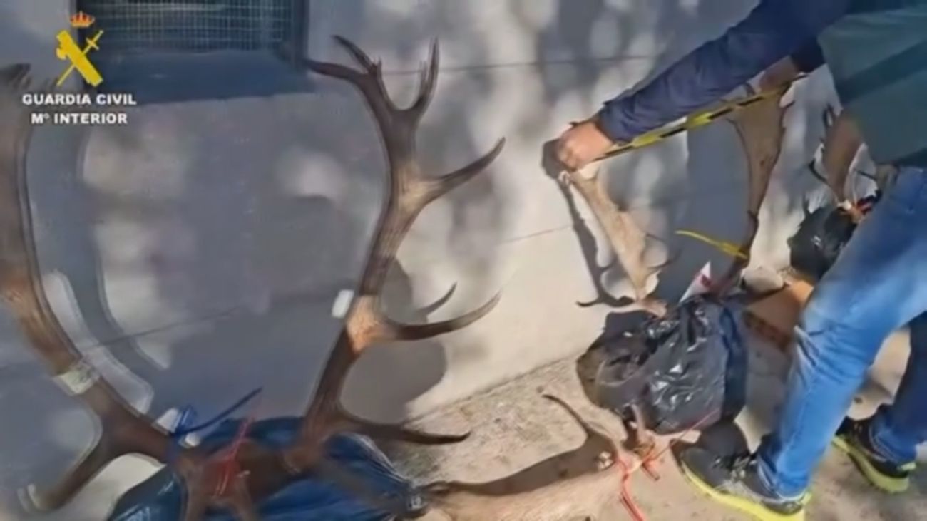 Caza furtiva en el Monte del Pardo: Hay un detenido y un  investigado