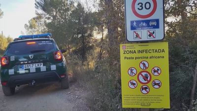 Agricultura confirma otros cuatro casos de peste porcina pero avisa: "No afecta a humanos"