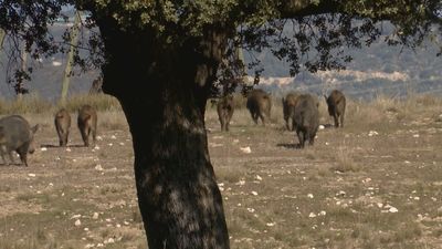 Cataluña pide el despliegue de la UME ante el brote de peste porcina africana