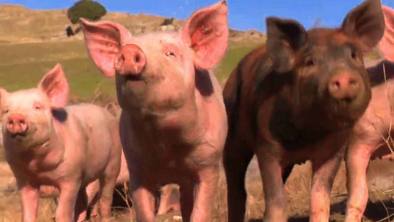 Madrid lanza un mensaje de "total tranquilidad" ante los casos de peste porcina detectados en Cataluña