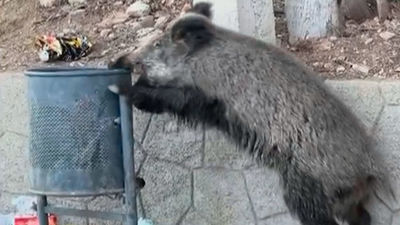 La Comisión Europea manda expertos al foco de peste porcina en Barcelona