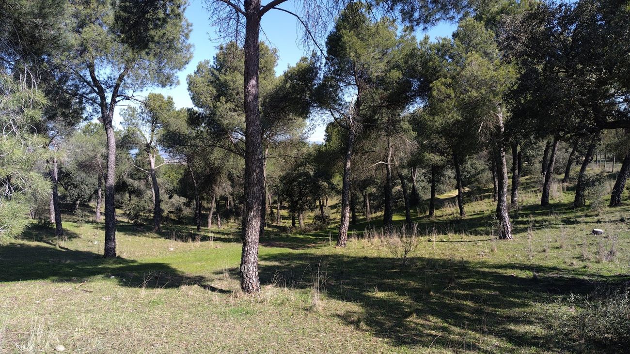 Pinar de la Dehesa de Majadahonda