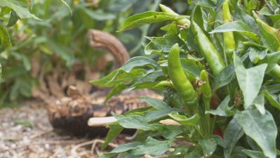 Descubriendo los secretos del chile en Humanes