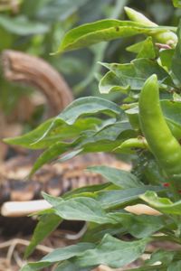 Descubriendo los secretos del chile en Humanes