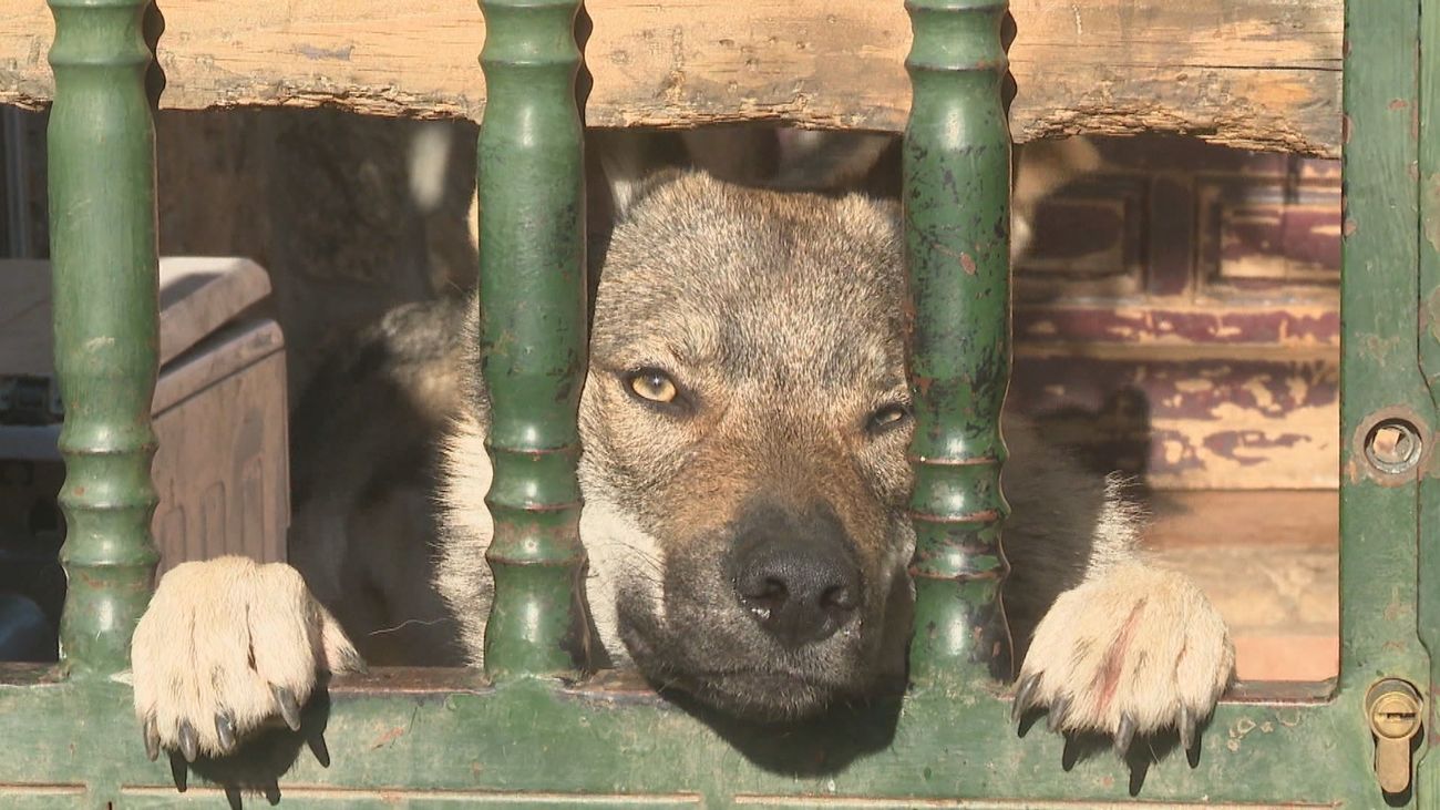 Retirados 5 perros lobo checoslovacos de una casa de Pelayos de la Presa