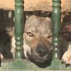Retirados 5 perros lobo checoslovacos de una casa de Pelayos de la Presa