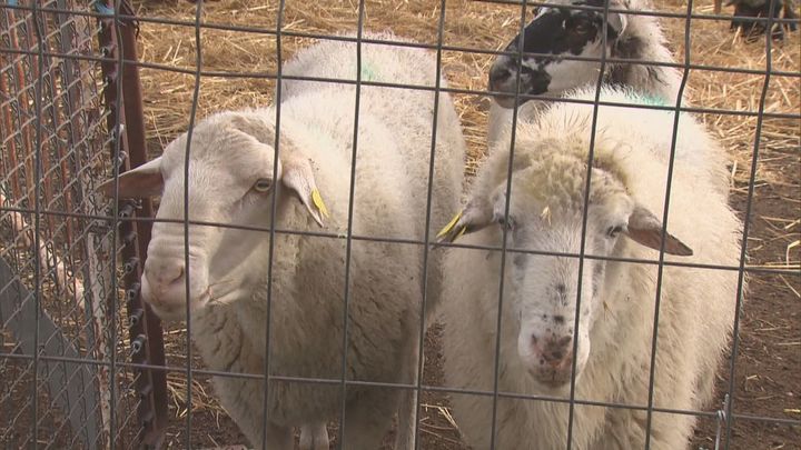 Acuchillan y matan a cuatro ovejas en una granja de Colmenar Viejo