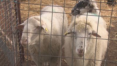 Acuchillan y matan a cuatro ovejas en una granja de Colmenar Viejo
