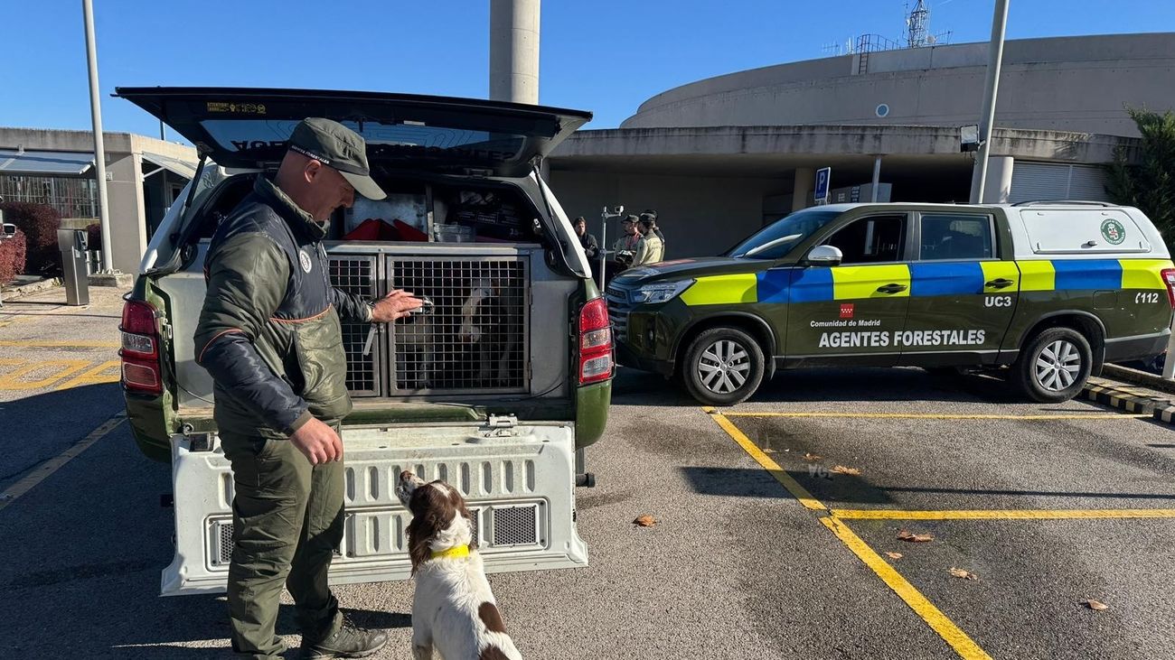 Ya son 13 los jabalíes positivos a la peste porcina africana en el entorno de Barcelona