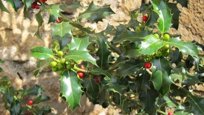Los montes de Madrid no son un mercadillo navideño, advierten los agentes forestales