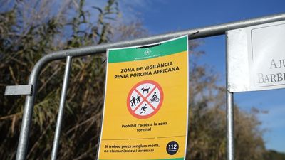 La peste porcina se habría iniciado en Rusia, según un informe de Agricultura