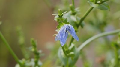 Resilvetra, el proyecto de Madrid con plantas silvestres como nuevos cultivos de alimentos innovadores