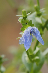 Resilvetra, el proyecto de Madrid con plantas silvestres como nuevos cultivos de alimentos innovadores