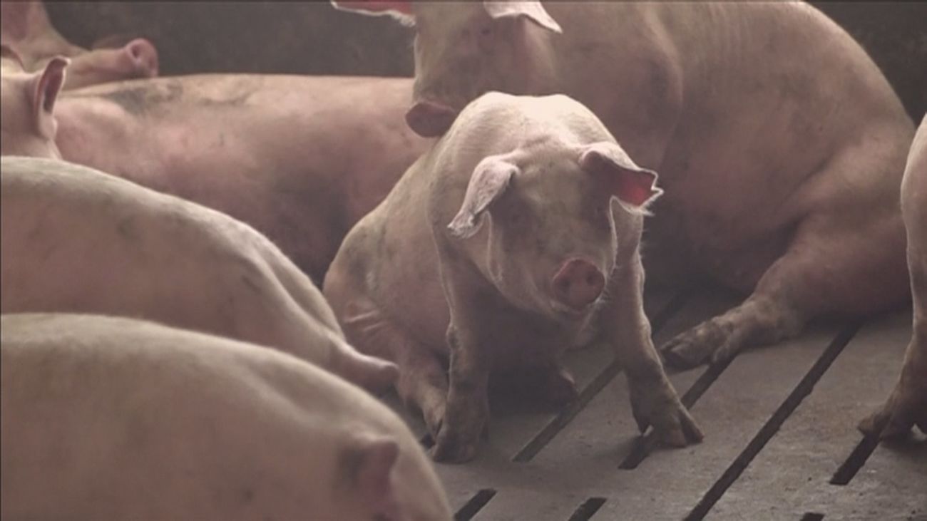 Cataluña sacrificará 30.000 cerdos sanos cerca del foco de la peste porcina