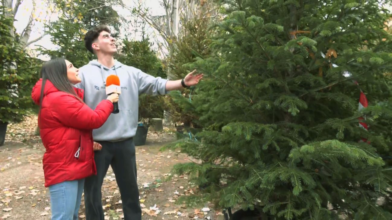 ¿Qué árbol de Navidad eligen los madrileños para sus casas?