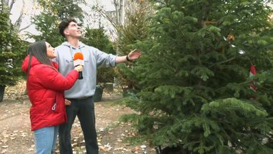 ¿Qué árbol de Navidad eligen los madrileños para sus casas?