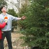 ¿Qué árbol de Navidad eligen los madrileños para sus casas?