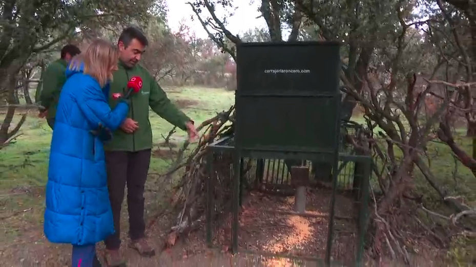 Madrid refuerza el control de jabalíes ante la preocupación por la peste porcina africana