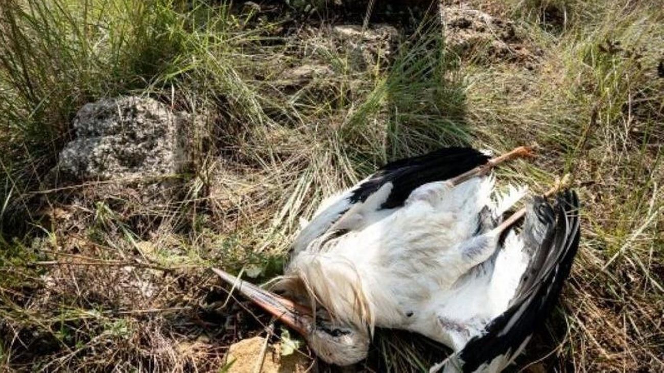 Cigüeñas muerta