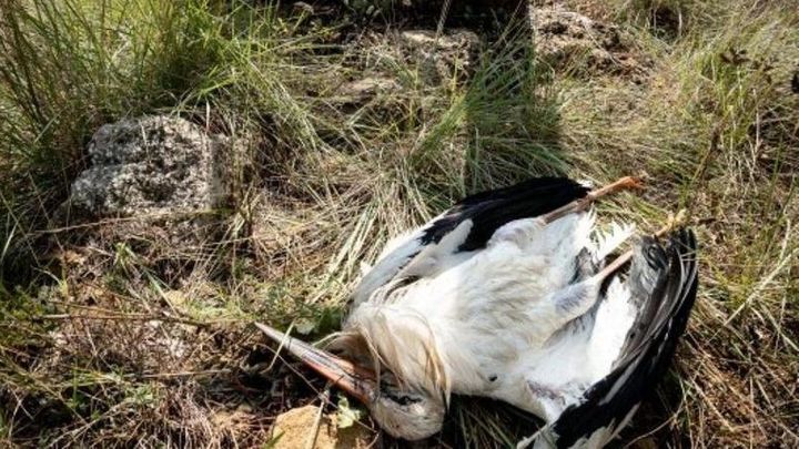 Investigan un foco de gripe aviar tras la muerte de cientos de cigüeñas en Getafe