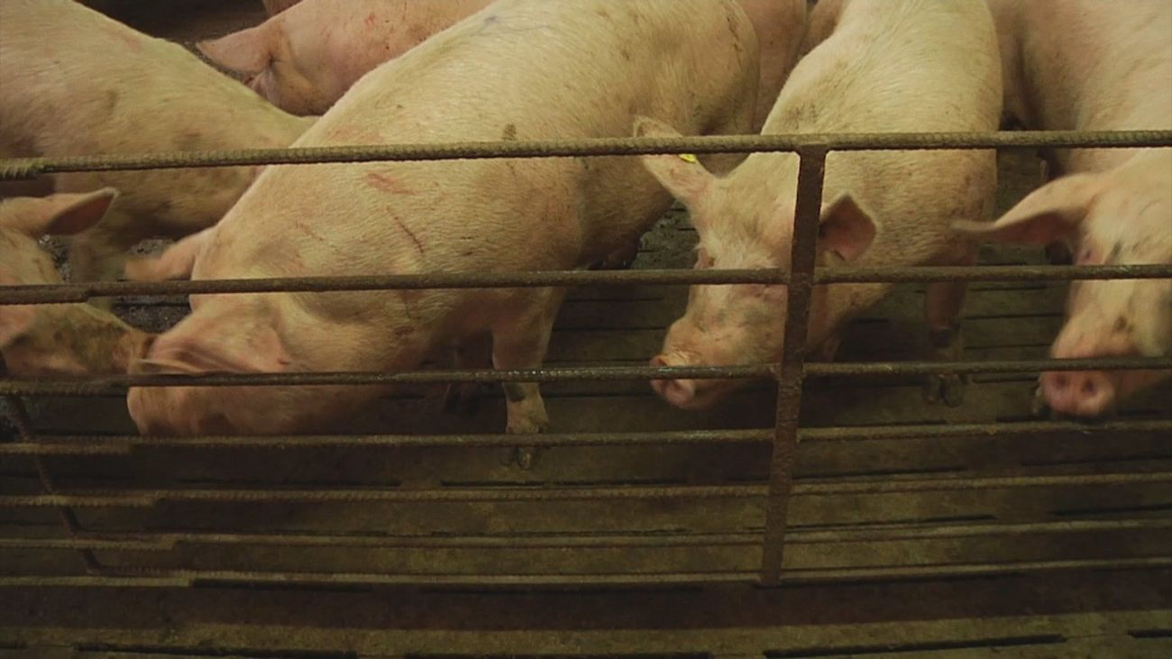 La peste porcina en Cataluña se mantiene en 13 casos, todos de jabalíes silvestres