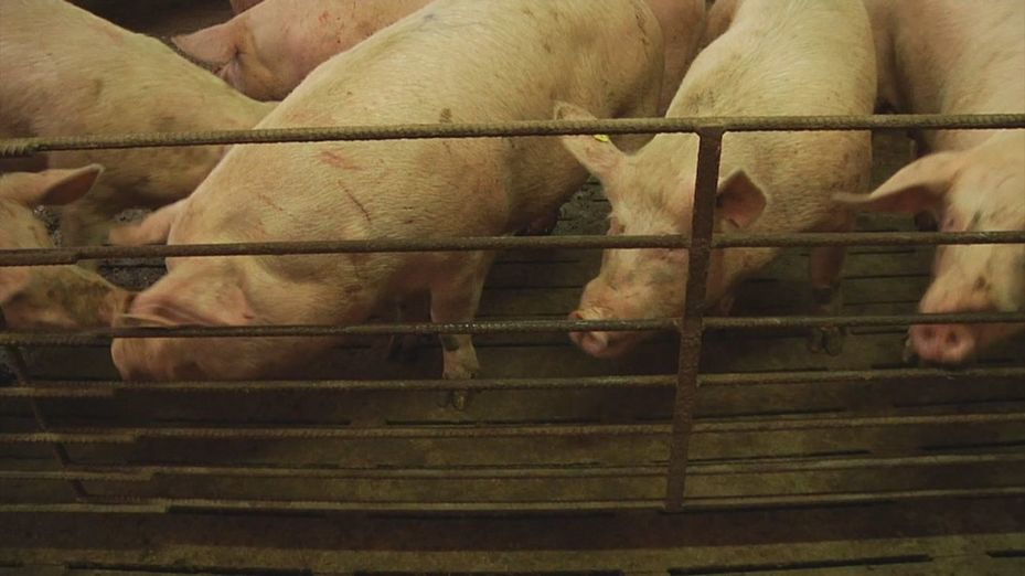 La peste porcina en Cataluña se mantiene en 13 casos, todos de jabalíes silvestres