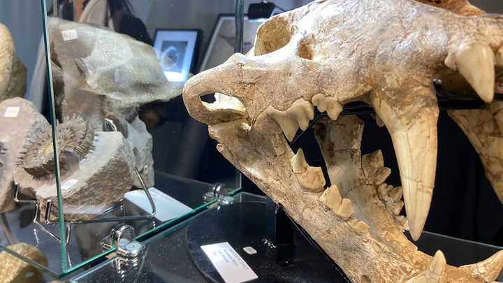 Feria Natura 2025 / TELEMADRID