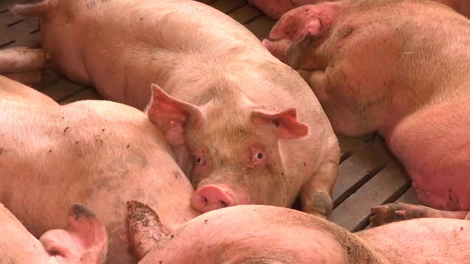 Los ganaderos confían en contener la peste porcina en Barcelona, pero advierten de una caída de precios en origen