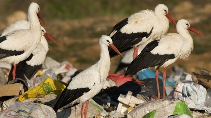 Preocupación por la llegada a Tres Cantos y Colmenar de 1.500 cigüeñas para invernar