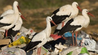 Señalan un fallo en el primer diagnóstico de gripe aviar que rebajó la capacidad infectiva del virus