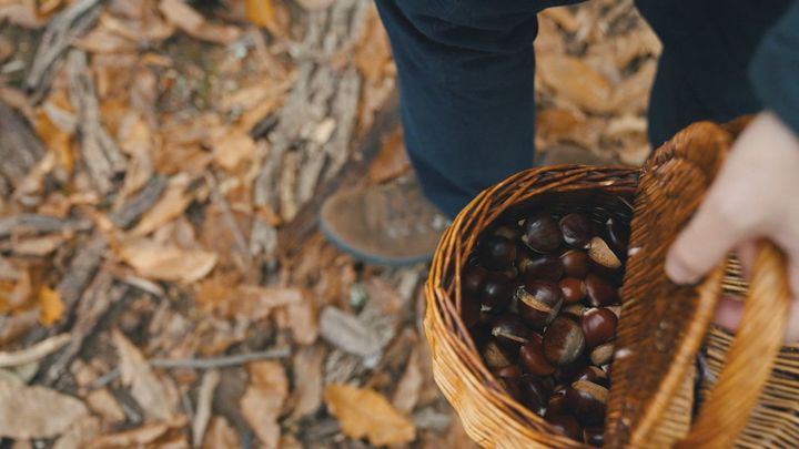 El mayor castañar de Madrid está en Las Rozas de Puerto Real