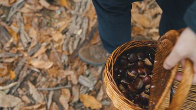 El mayor castañar de Madrid está en Las Rozas de Puerto Real
