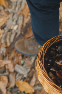 El mayor castañar de Madrid está en Las Rozas de Puerto Real