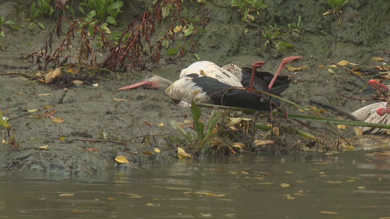 Detectado un virus de la gripe aviar de alto contagio en el foco de Getafe