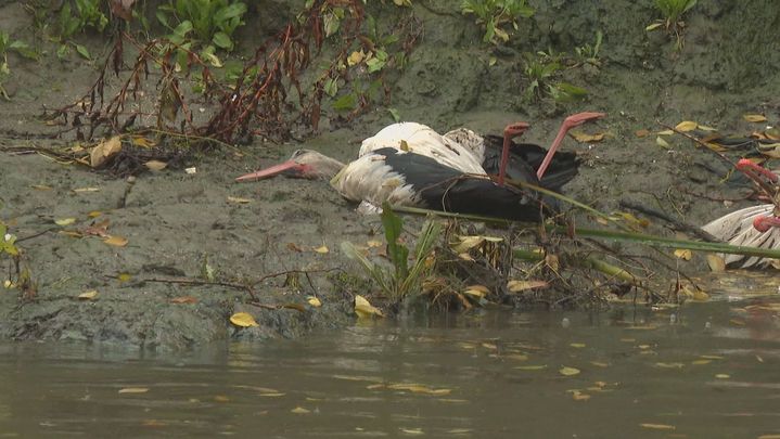 Detectado un virus de la gripe aviar de alto contagio en el foco de Getafe