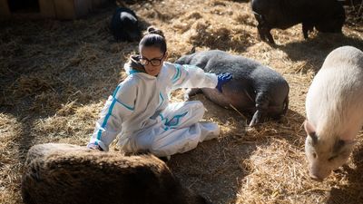Cataluña sacrificará cerca de 60.000 jabalíes tras la crisis de la peste porcina