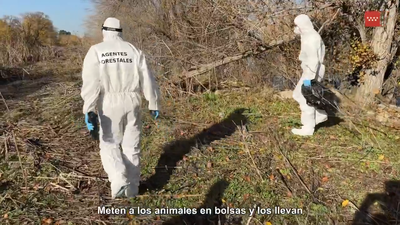 Agentes forestales retiran los cadáveres de las cigüeñas muertas por la gripe aviar
