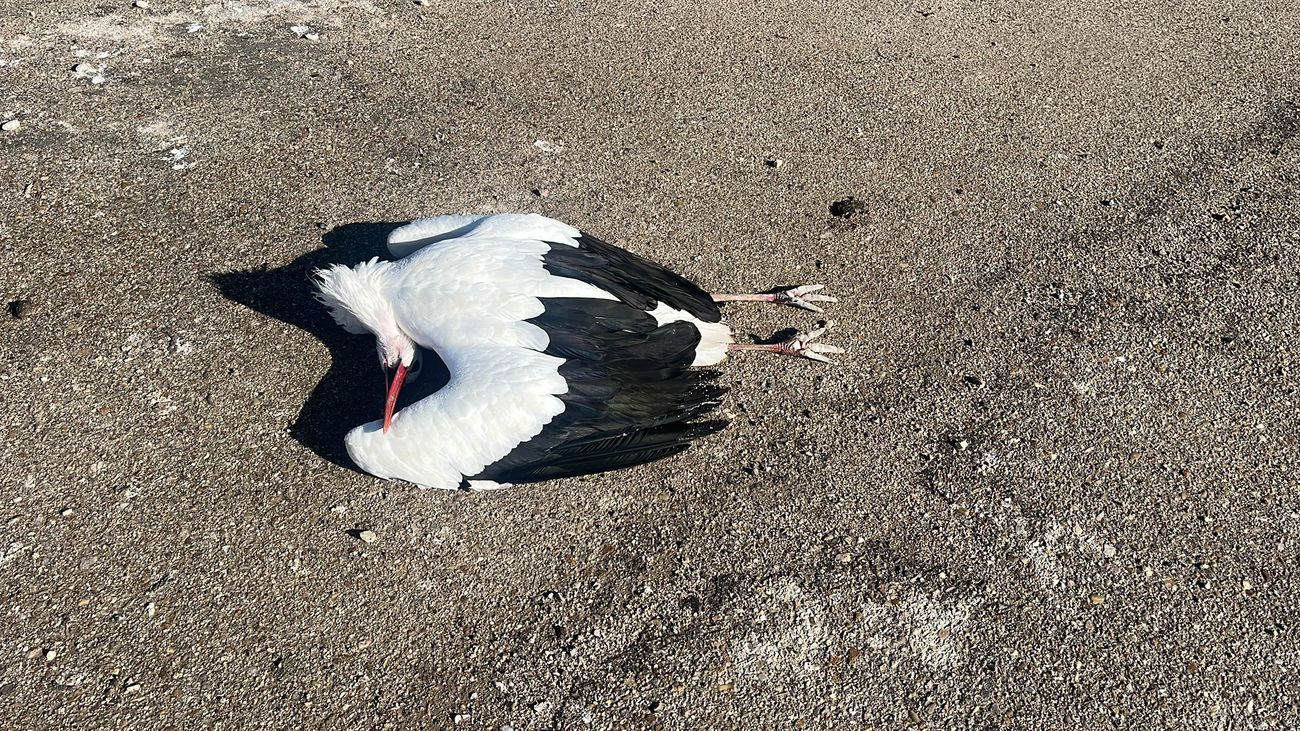 Cigüeña muerta hallada en el entorno del Arroyo de la Gavia
