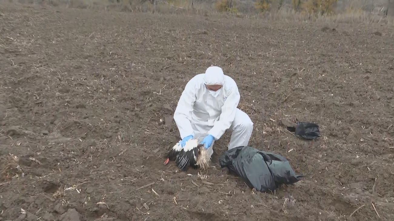 Arganda, Boadilla, Rivas y Getafe: los cuatro focos de la gripe aviar en Madrid